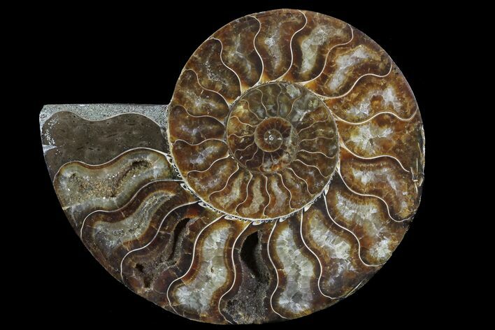 Agatized Ammonite Fossil (Half) - Madagascar #78603